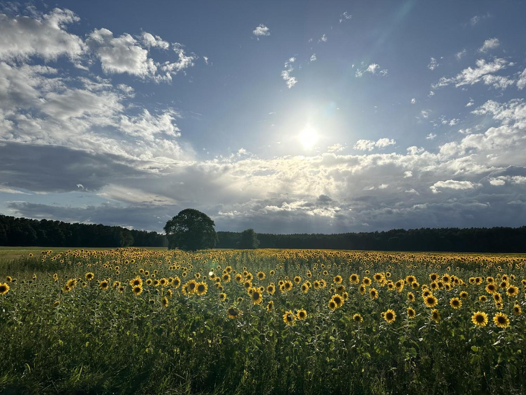 Urlaub Auf Dem Land Apartment Triepkendorf ภายนอก รูปภาพ