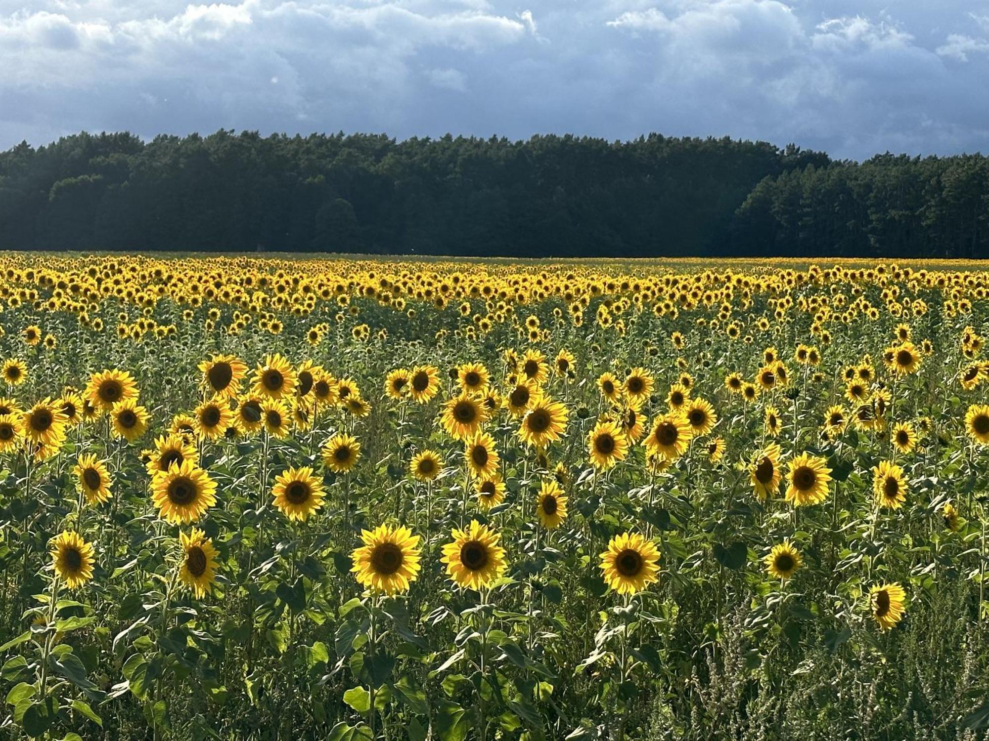 Urlaub Auf Dem Land Apartment Triepkendorf ภายนอก รูปภาพ